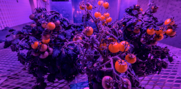AI is helping to develop gentically engineered food for long-term space missions. We may all benefit
